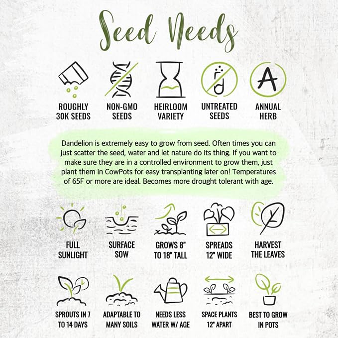 Seed Needs Dandelion Seeds 30,000 Herb Seeds Non GMO Bulk Pack