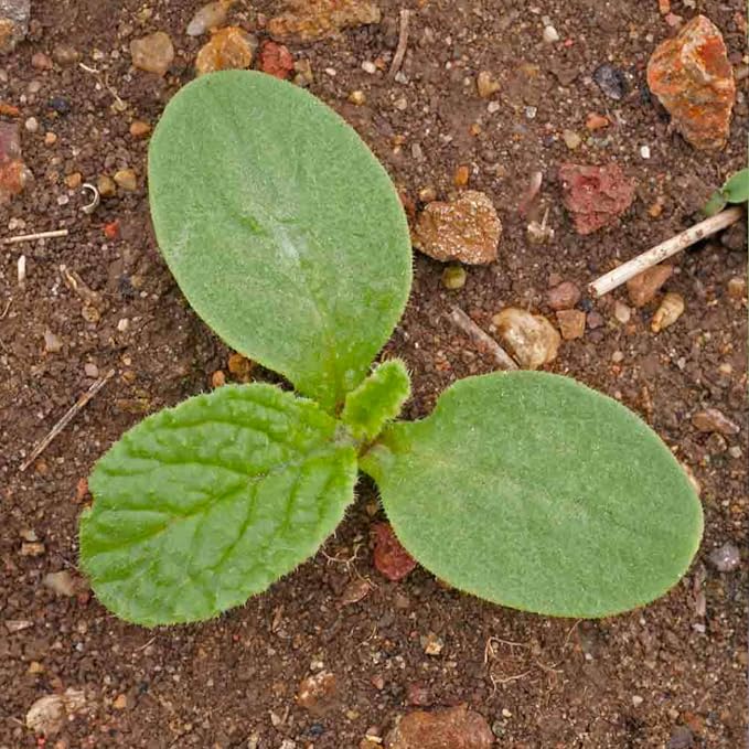Seed Needs Borage Seeds to Plant Heirloom Blue Edible Flowers 5 Packs