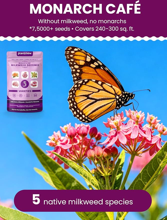 Wildflower Seeds – Monarch Cafe Milkweed Mix, 5 Heirloom Varieties 100% Native Milkweeds, 7,500+ Seeds (4oz) Covers 240-300 sq.ft., High Germination for Monarch Butterfly Garden
