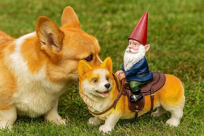 Funny Guy Mugs Garden Gnome Statue - Gnome Riding a Corgi - Indoor/Outdoor Garden Gnome Sculpture for Patio, Yard or Lawn