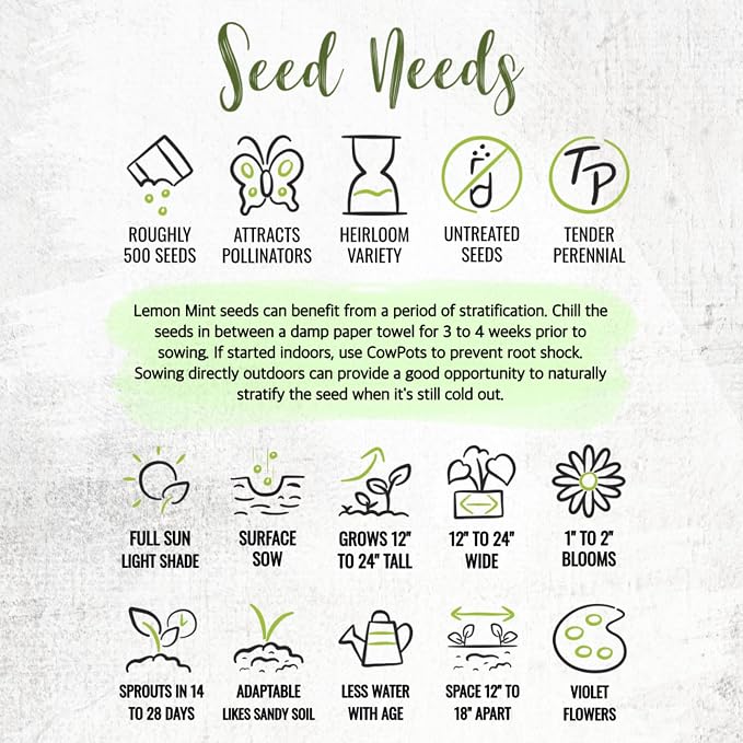 Seed Needs Lemon Mint Seeds to Plant Annual Heirloom Non-GMO Herbs 1 Pack