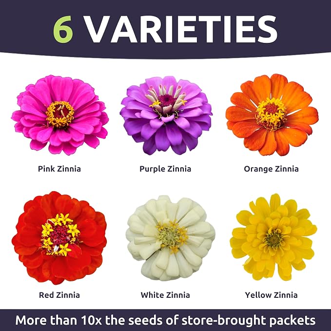 Zinnia Thumbelina Mix - Large 1/2 Ounce Packet - 2,500 Flower Seeds for Planting - Zinnia elegans