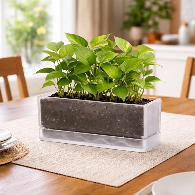 D'vine Dev 12 Inch Window Box Planter, Rectangle Acrylic Herb Planter with Drainage Holes and Saucer, Indoor Succulent Cactus Vegetable Pot for Windowsill, Garden Balcony, Clear, Set of 1, 76-X-D-1