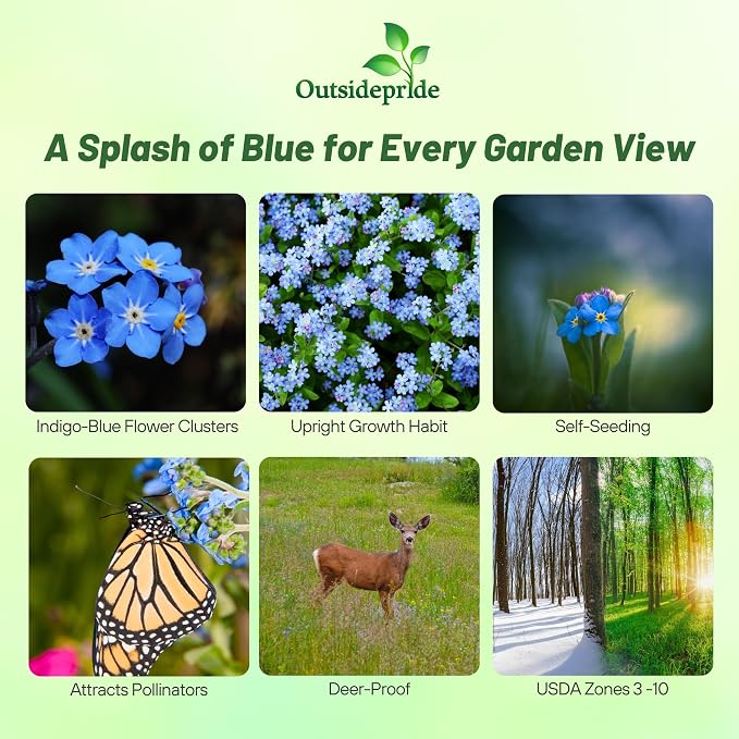 Outsidepride Cynoglossum Blue Chinese Forget Me Not Seeds - 5 Lbs. Self-Sowing Annual Flower Seeds for Planting Dense Blue Blooms & Upright Growth Habit for Borders, Pollinator & Cottage Gardens