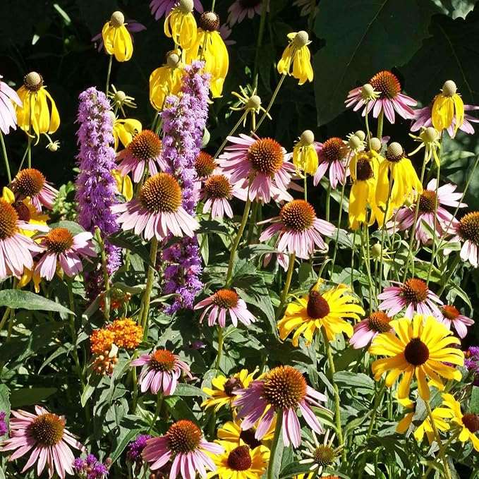 Eden Brothers Native Midwest Wildflower Seed Mix, 1/4lb, 19 Prairie Wild Flower Seed Varieties,100% Pure Seed No Fillers,Bulk Wildflower Seeds for Planting Outdoors,Attracts Pollinators & Hummingbirds