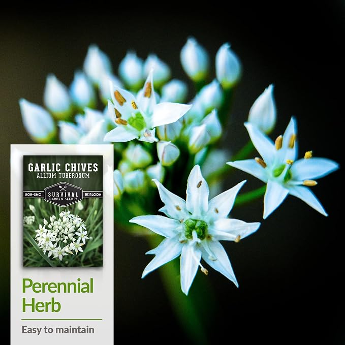 Garlic Chives Seeds for Planting - Heirloom Perennial Chinese Herb - Survival Garden Seeds (3 Packs)
