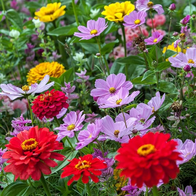 Eden Brothers Cosmic Zen Flower Mixed Seeds for Planting, 1 lb, 480,000+ Seeds with Zinnia Dahlia Flowered, Cosmos Sensation | Attracts Pollinators, Plant in Spring, Zones 3, 4, 5, 6, 7, 8, 9, 10