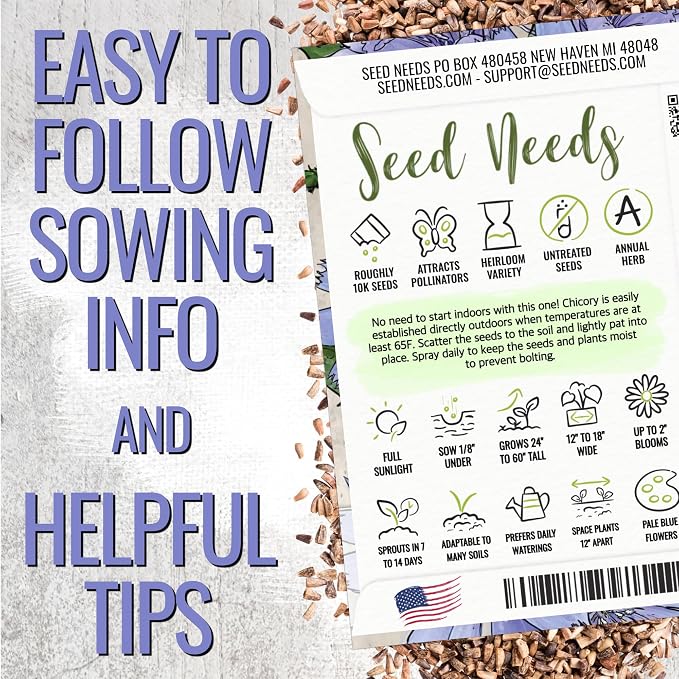Seed Needs Chicory Seeds to Plant Italian Dandelion (Blue Flowers) XL Pack