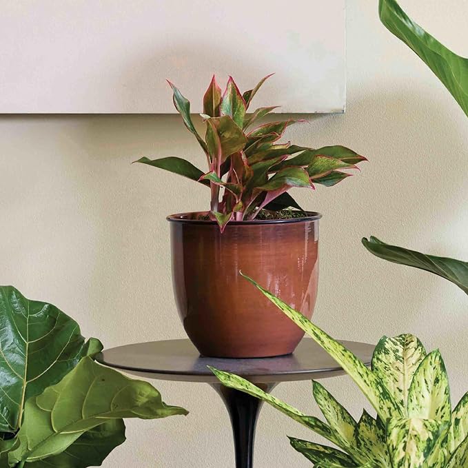 Bloem Canyon 8" Indoor Metal Cachepot - Glossy Decorative Planter with Powder-Coated Finish, Removable Drain Plug, Terra Cotta