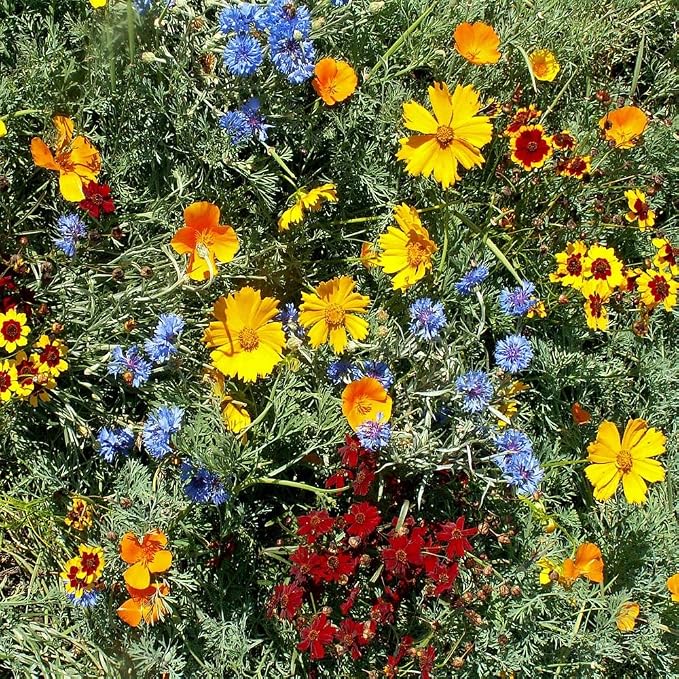 Outsidepride Gulf Coast Wildflower Seed Mix - 5 lbs Perennial & Annual Wild Flowers for Full Sun & Partial Shade - Ideal for Pollinator Gardens & Vibrant Landscapes for Southern Florida & Texas