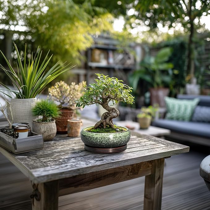 Succulent Pots 6 Inch - Ceramic Bonsai Pots with Drainage Hole and Saucer, Succulent Planters for Indoor Outdoor, Small Shallow Planter, Round Cactus Pot, Room Decor, Plant Lover Gift, Green