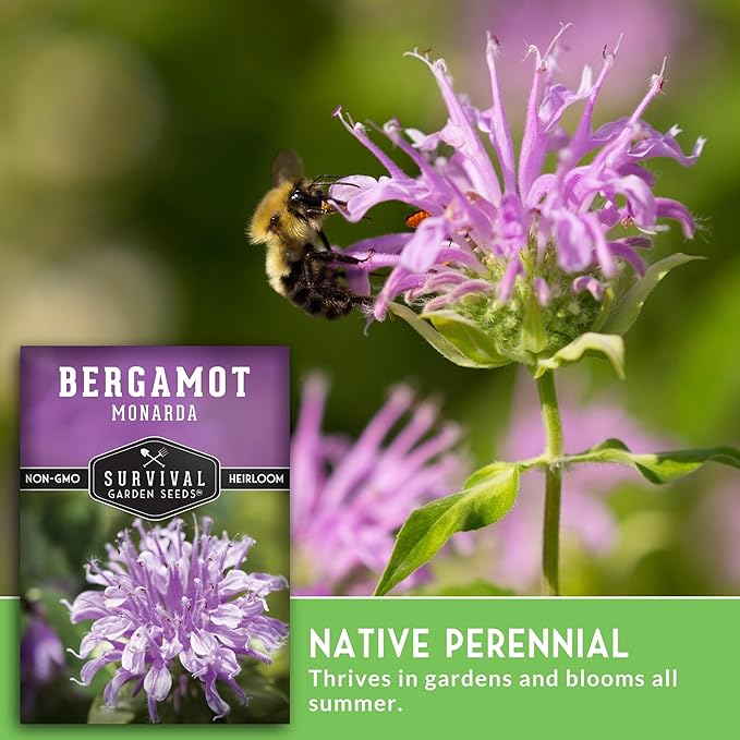 Bee Balm Seeds for Planting - Wild Bergamot Survival Garden Seeds (5 Packs) | Monarda Fistulosa - Perennial Native Wildflower & Medicinal Herb for Pollinator Gardens, Fragrant Flowers