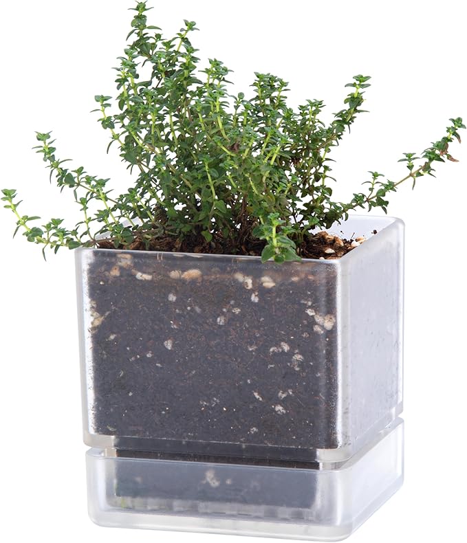 D'vine Dev 4 Inch Herb Planter Pot, Acrylic Planter with Drainage Holes and Saucer, Modern Decorative Gardening Pot for Indoor Plants, Herbs, Succulents, Clear, Set of 1, 76-Y-D-1
