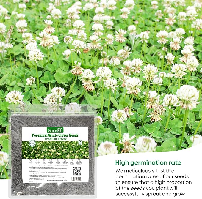 Groundio Perennial White Dutch Clover Seeds for Lawn, 2 LB Ground Cover Clover Trifolium Repens Nitrocoated and Inoculated Seeds, Attracts Pollinators
