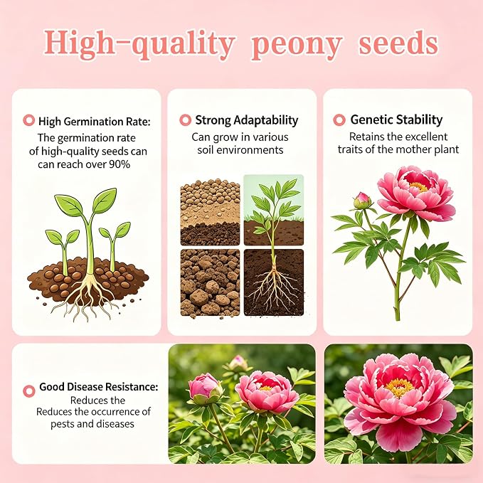 Peony Seeds (Paeonia lactiflora), Long-Lived Perennial Flowers, Large Fragrant Blooms, Lush Double-Style Landscape Focal Point, Pack of 50 Seeds