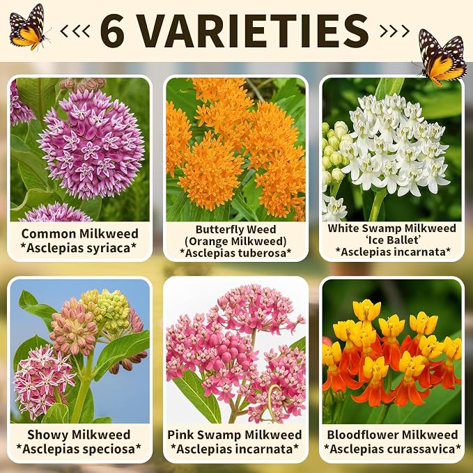 720+Mix Milkweed Seeds (Asclepias) for Monarch Butterflies - 6 Individual Varieties Perennial Wildflower Colorful Pollinator Garden (Each pack120+ Seeds)., Easy to Grow for Backyard & More