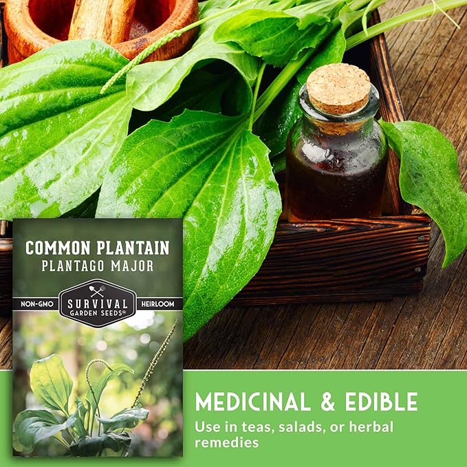 Plantain Seeds for Planting - Common Plantain (Plantago Major) Edible Broadleaf Medicinal Herb for Herbal Garden - Heirloom Non-GMO Open Pollinated - Survival Garden Seeds (5 Pack)