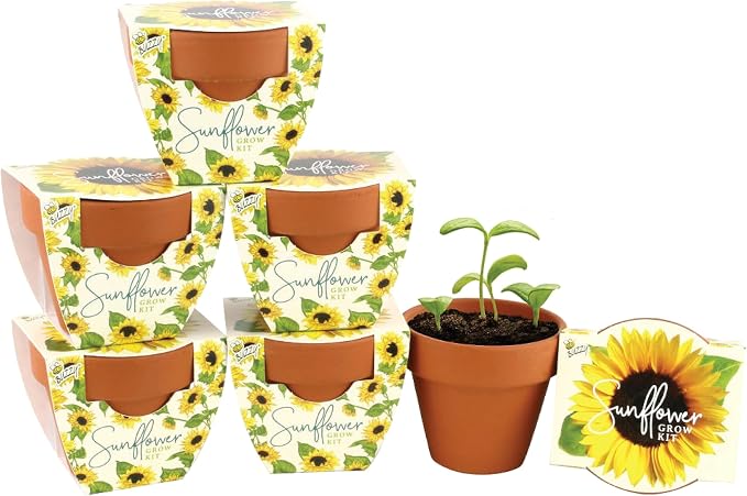 BUZZY Seeds Sunflower Daydream Collection Grow Kit 6-Pack - Mini Terracotta Pot Grow Set - 100% Grow Guarantee