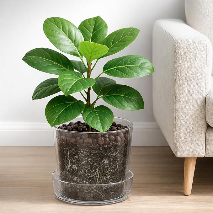 Phoenix Vine 10 Inch 12 Inch Clear Acrylic Houseplants Planter Pot with Tray, Orchid Pot with Drainage Holes, Deep Saucer for Bottom Watering, Transparent Containers for Indoor Plants, Herbs, 91-B-Z
