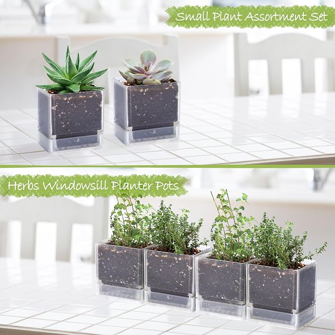 D'vine Dev 4 Inch Herb Planter Pots, Acrylic Planter with Drainage Holes and Saucer, Modern Decorative Gardening Pot for Indoor Plants, Herbs, Succulents, Clear, Set of 4, 76-Y-D-4