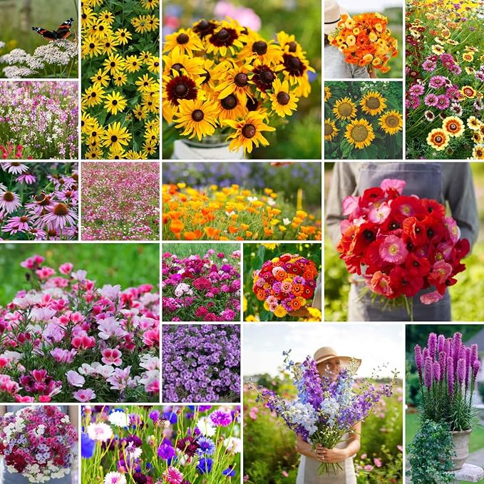 Eden Brothers Late Bloomer Wildflower Mixed Seeds for Planting, 1 lb, 480,000+ Seeds with White Yarrow, Snapdragon | Attracts Pollinators, Plant in Spring or Fall, Zones 3, 4, 5, 6, 7, 8, 9, 10