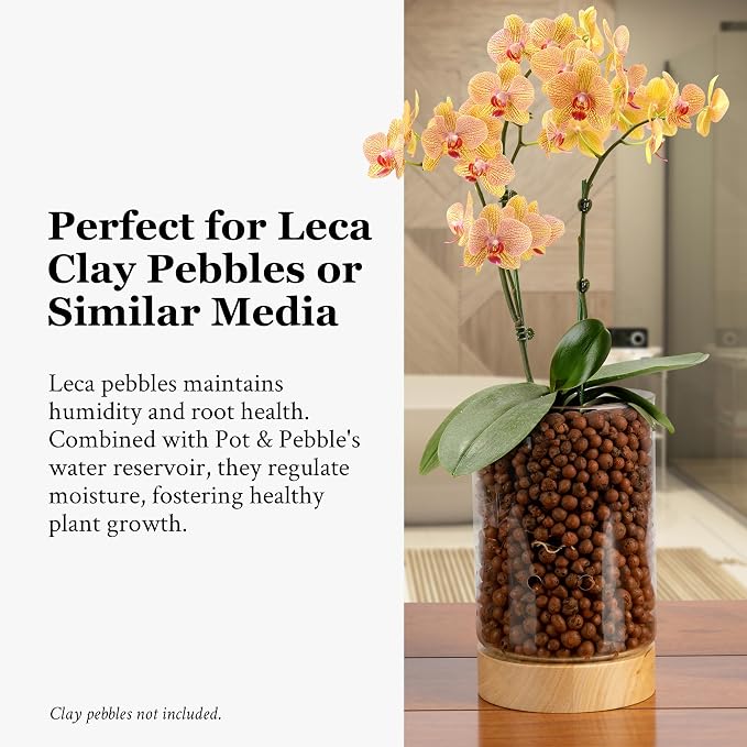 Pot & Pebble C1 Large Glass Orchid Pot, Wood Base - LECA Semi-Hydro Planter