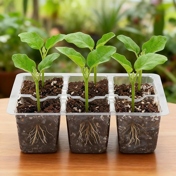 Bonviee 10 Packs Seed Starter Tray with Drainage Holes, Reusable & Durable, Clear for Root Monitoring, Easy to Repotted Without Root Damage, 6 Cells per Tray