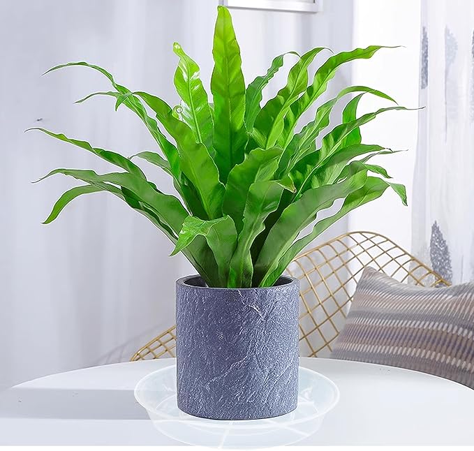 6 Pack 6 inch Plant Saucer Drip Tray, 4 5 6 8 9 10 12 14 16 18 inch, Heavy Sturdy Plastic Planter Flower Pot Saucers for Indoor Outdoor Garden, Plant Water Drip Trays for pots Base (6", Clear)