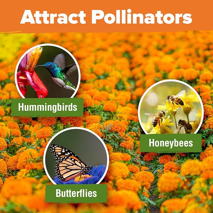HOME GROWN Crackerjack Marigold Seeds 2.05oz - 15,000 Flower Seeds Planting Outdoor, Large Bulk Pack, High Germination, Companion Planting, Orange (Tagetes erecta)