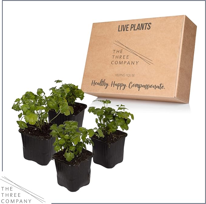 Live Herb - Parsley (4 Per Pack), Aromatic and Health Enhancer, Supports a Healthy Immune System, 8" Tall by 4" Wide