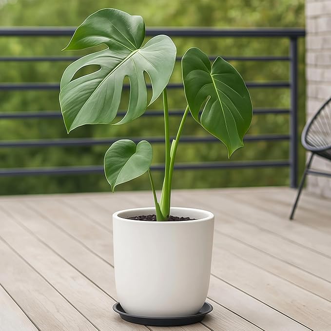 10 Pack Plant Saucer 14 Inches Plant Trays for Pots Plastic Round Drip Trays Flower Pot Saucers Black Planter Water Tray Plant Drainage Tray, Black