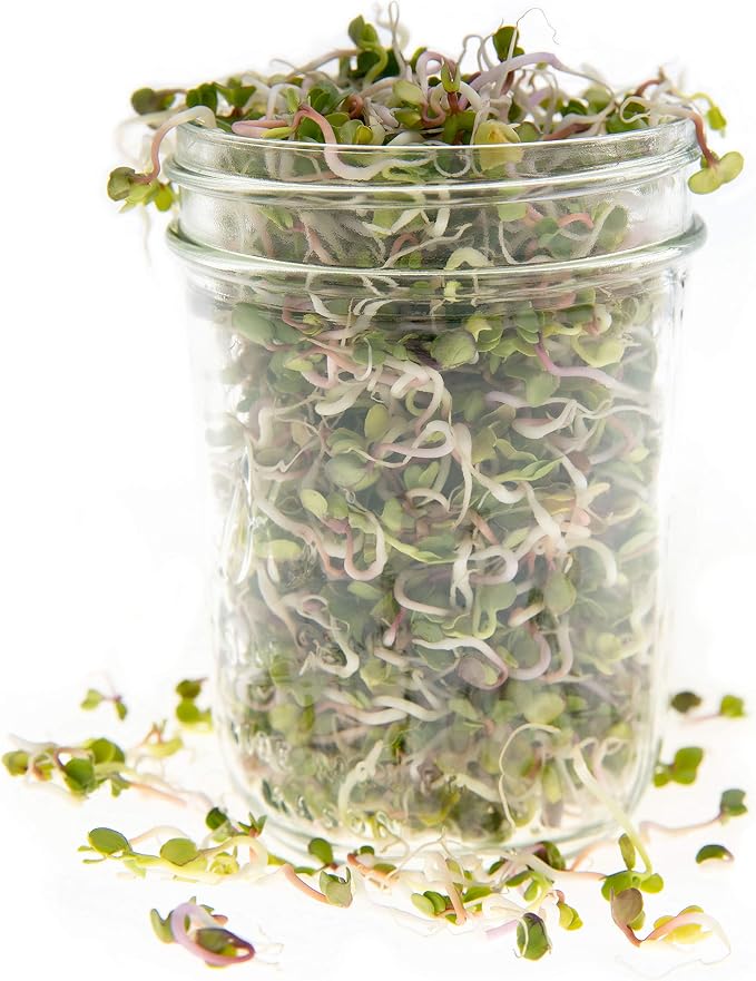 Rainbow Radish Sprouting Seed Mix | Heirloom Non-GMO Seeds for Sprouting & Microgreens | Contains Red Arrow, Purple Triton & White Daikon Radish Seeds 1 LB Resealable Bag | Rainbow Heirloom Seed Co.