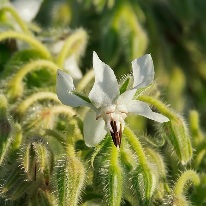 Seed Needs White Borage Seeds to Plant Heirloom Non-GMO Herbs 2 Packs