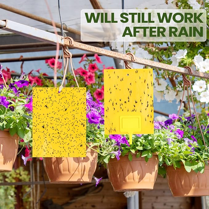 Qualirey 250 Pcs Yellow Sticky Traps for Gnats, 6 x 8 Inch Dual Sided Gnat Traps for Indoor Outdoor Plants, Fungus Gnat Sticky Cards for Fruit Flies Whiteflies Thrips, Twist Ties and Plastic Holders