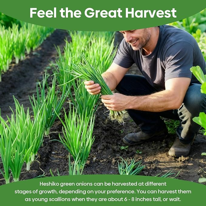 Groundio 200+ Heshiko Japanese Bunching Green Onion Seeds | Non-GMO Heirloom | High Germination | Mild Scallions for Cooking (Allium fistulosum)