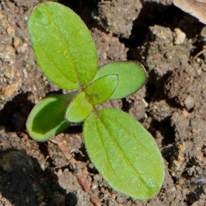 Seed Needs Sunflower Seeds to Plant Sunset Blend 1000 Seeds Bulk Pack