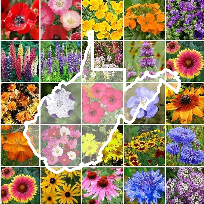 Eden Brothers West Virginia Wildflower Mixed Seeds for Planting, 1 lb, 480,000+ Seeds with Cornflower, Lupine | Attracts Pollinators, Plant in Spring or Fall, Zones
