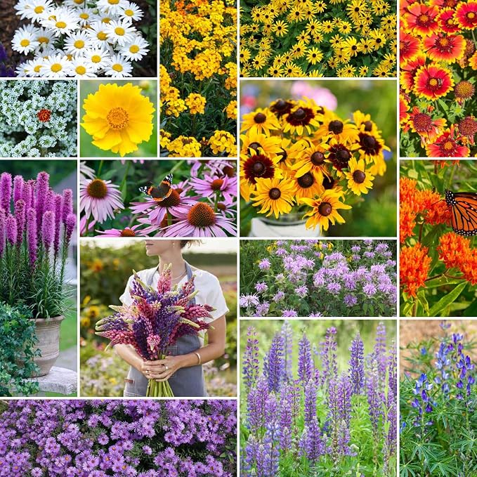 Eden Brothers Northeast All Perennial Wildflower Mixed Seeds for Planting, 1/4 lb, 120,000+ Seeds with Milkweed, NE Aster | Attracts Pollinators, Plant in Spring or Fall, Zones 3, 4, 5, 6, 7, 8, 9, 10