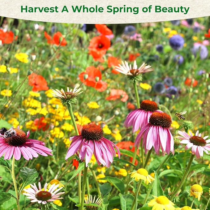 160,000+ Wildflower Seeds Bulk for Planting(4oz) – 13 Varieties Perennial & Annual Mix, Attract Bees, Butterflies & Hummingbirds, High Germination for Pollinator Garden, Gift for Woman