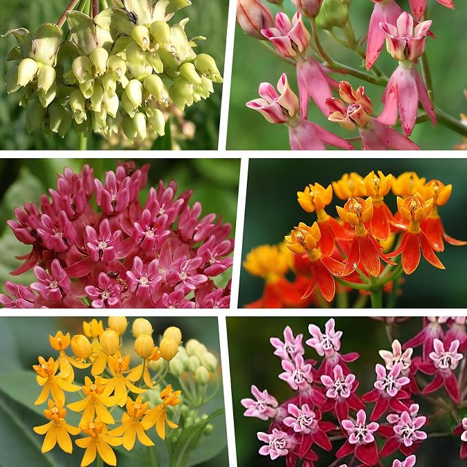 720+Mix Milkweed Seeds (Asclepias) for Monarch Butterflies - 6 Individual Varieties Perennial Wildflower Colorful Pollinator Garden (Each pack120+ Seeds)., Easy to Grow for Backyard & More