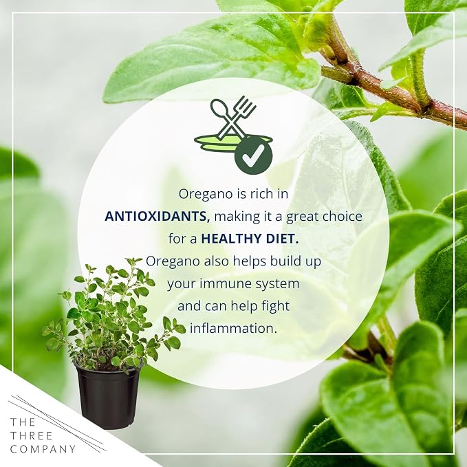 Live Herb - Oregano (4 Per Pack), Aromatic and Health Enhancer, Naturally Rich in Antioxidants, 8" Tall by 4" Wide in 1 Pint Pot