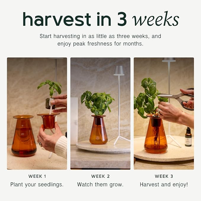 Lettuce Grow Counterstand Hydroponic Garden, Indoor Gardening System Hydroponics Growing System Kit, Herb Garden Planter Indoor Kit Countertop Vase Style No Grow Light | Indoor Herb & Lettuce Growing System, 3 Seedlings Included, Countertop Planter, De...