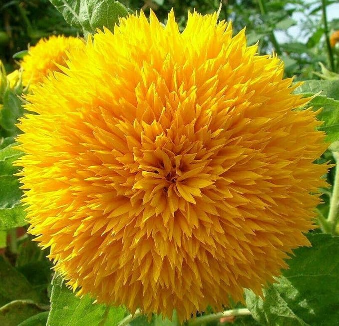 800+ Giant Teddy Bear Sunflower Seeds – Fluffy Double Yellow Petals – Extra Large Blooms, Open Pollinated, Easy to Grow for Outdoor Garden (Teddy Bear Sunflower)