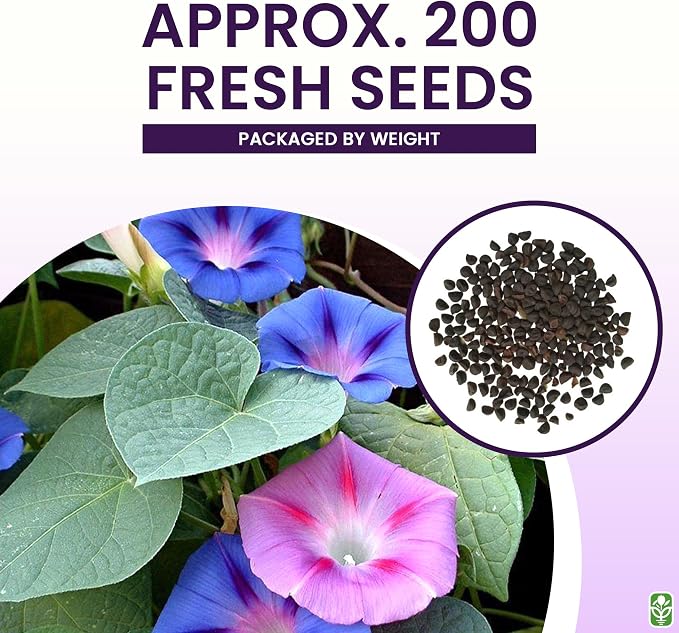 Mixed Morning Glory Seeds for Planting – Blue, Purple, White, and Rose Climbing Vine Flowers – Attracts Butterflies & Hummingbirds – Fast-Growing Vine – Grown in the USA