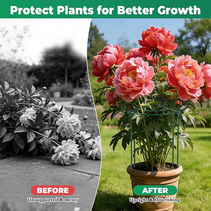 QwayHome 6Pack Peony Cages and Supports 33''H x 13''D Grow Through Large Plant Support, Adjustable High, Heavy Duty, Rust-Resistant, Round, Flower Support Cage Ring for Rose Tomato Hydrangea