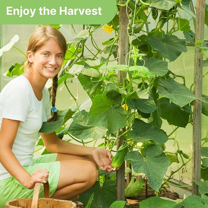 Groundio Marketmore Cucumber Seeds | Organic Heirloom Non-GMO | High Germination | Hardy Slicing Cucumbers for Trellis & Raised Beds (Cucumis sativus)