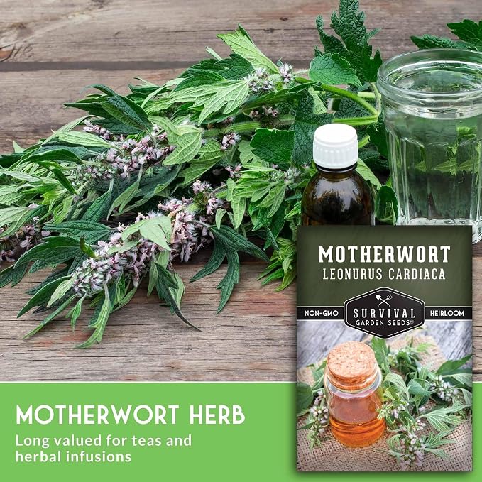 Motherwort Seeds for Planting - Leonurus Cardiaca - Heirloom Medicinal Herb for Apothecary Gardens and Pollinator Support - Survival Garden Seeds (1 Pack)