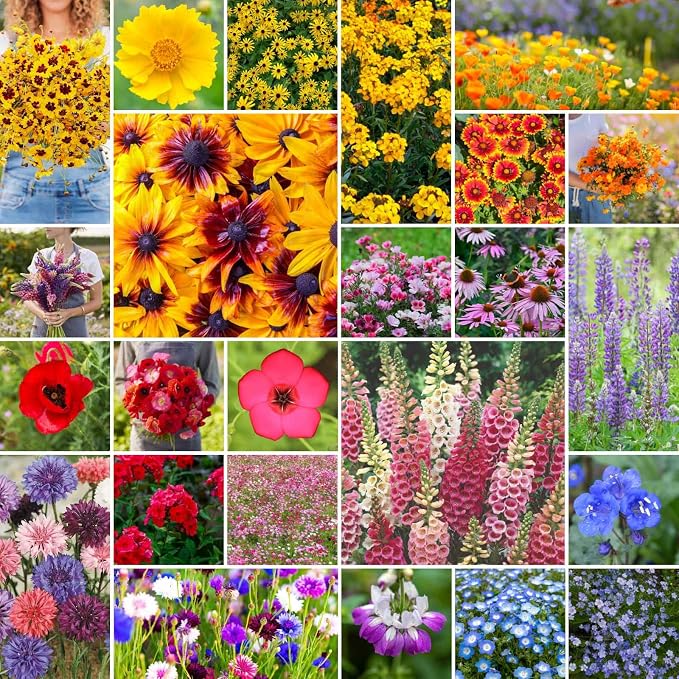 Eden Brothers Pacific Northwest Wildflower Mixed Seeds for Planting, 1 lb, 480,000+ Seeds with Cornflower, CA Bluebell | Attracts Pollinators, Plant in Spring or Fall, Zones 3, 4, 5, 6, 7, 8, 9, 10