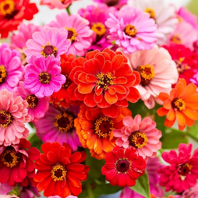 Eden Brothers Zinnia Seeds - Dahlia Flowered Mix, Non-GMO Seeds for Planting, Packet | Low-Maintenance Flower Seeds, Plant During Spring, Zones 3, 4, 5, 6, 7, 8, 9, 10