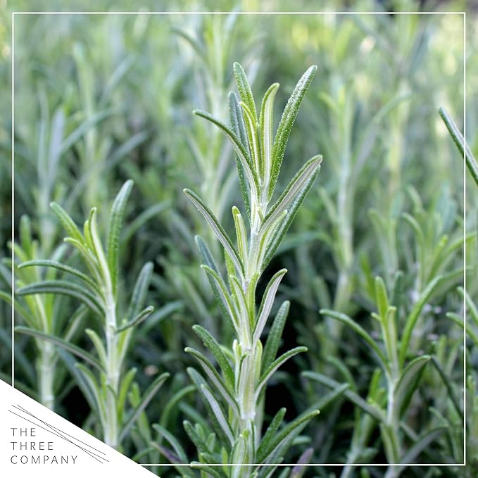 Live Herb - Assortment (4 Per Pack) – Grower's Choice Varieties, Rosemary, Eucalyptus, Mint, Lemon Balm & Other Assorted Herbs, Aromatic & Health Enhancer
